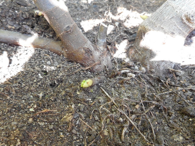 figowiec,paczki z korzenia