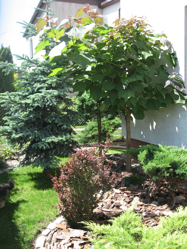 Fragment przodu domu i okazała surmia