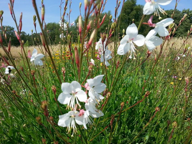 gaura