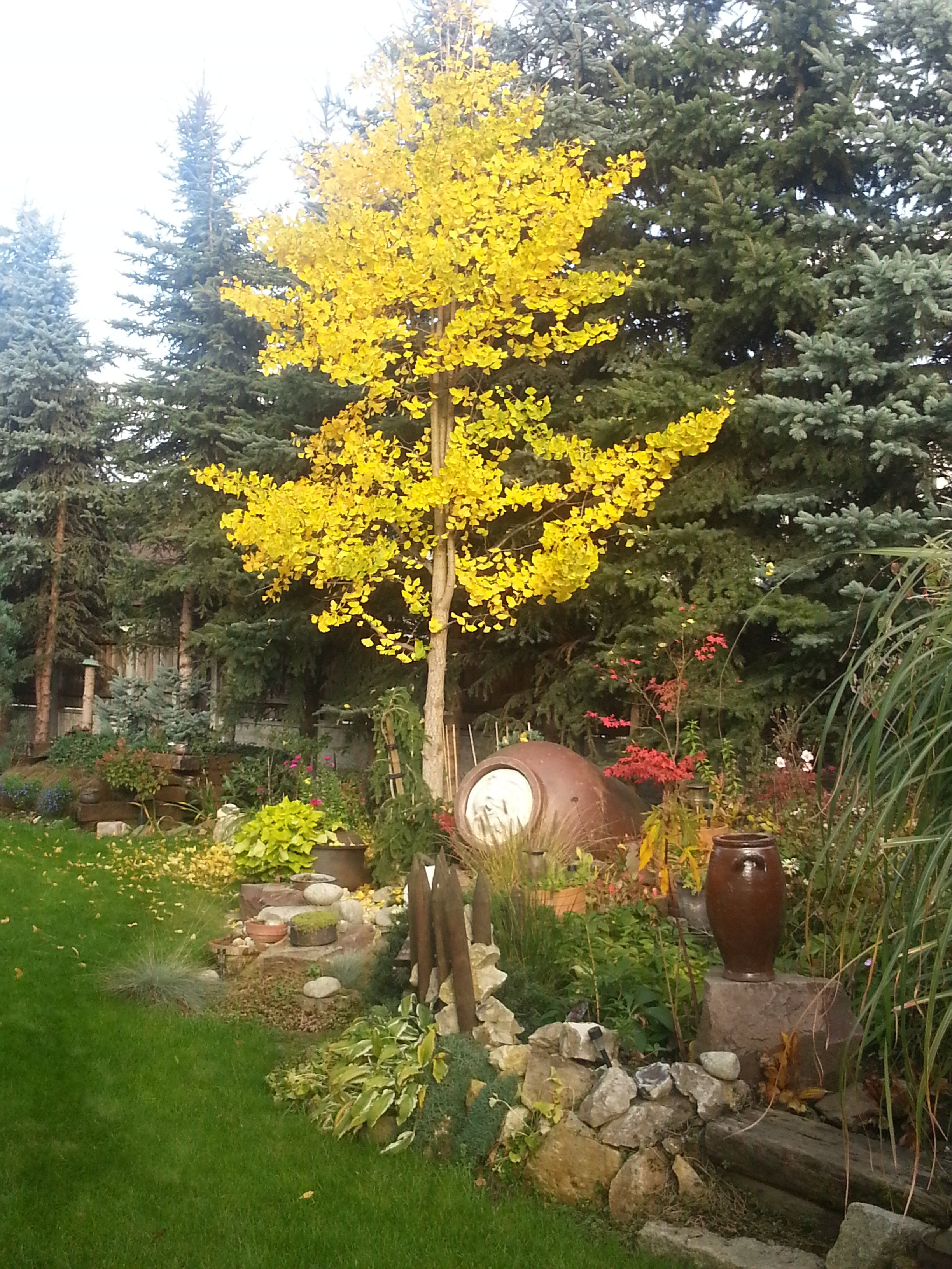 Ginkgo biloba lśni w słońcu