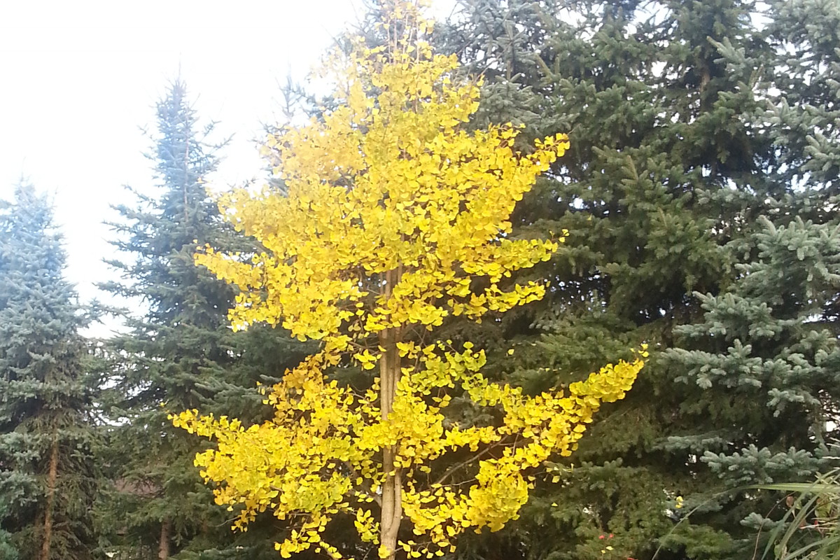 Ginkgo biloba lśni w słońcu