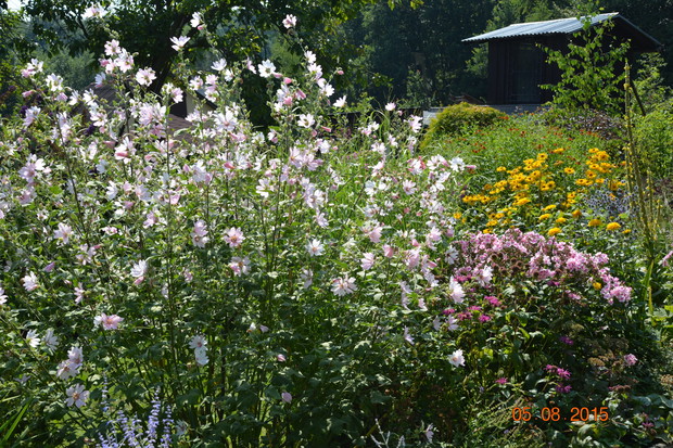 gość z Anglii: koronkowa lavatera Barnsley