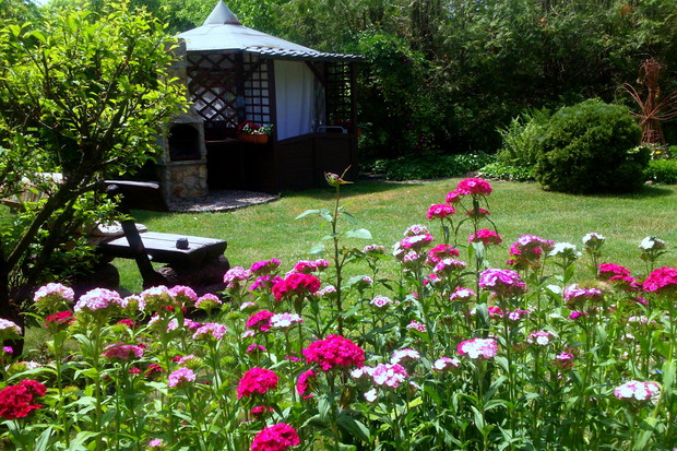 goździki kamienne w kąciku wypoczynkowym, altana na drugim planie