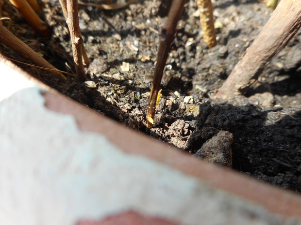 granat nr 3,pierwsze listki