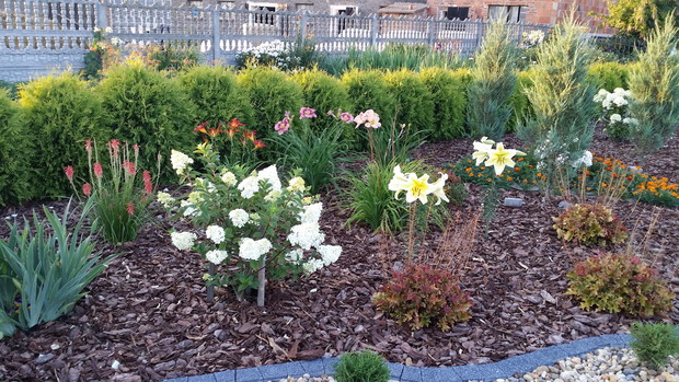 Hortensja bukietowa, lilie i liliowce