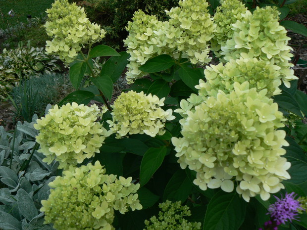 Hortensja bukietowa.