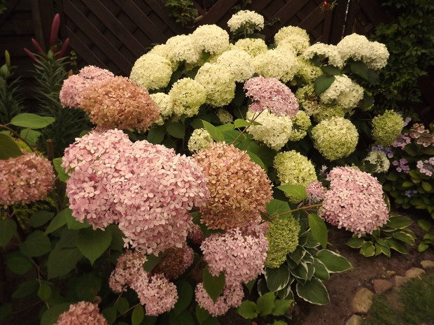 Hortensja drzewiasta (różowa) " Pink Annabelle" i bukietowa "Annabelle"