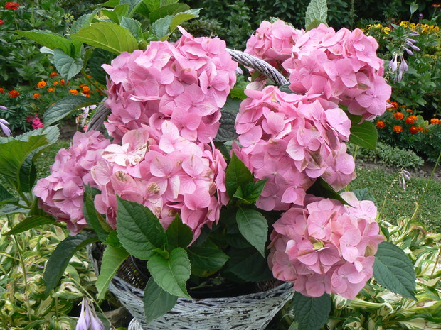 Hortensja o dużych pięknych kwiatach.
