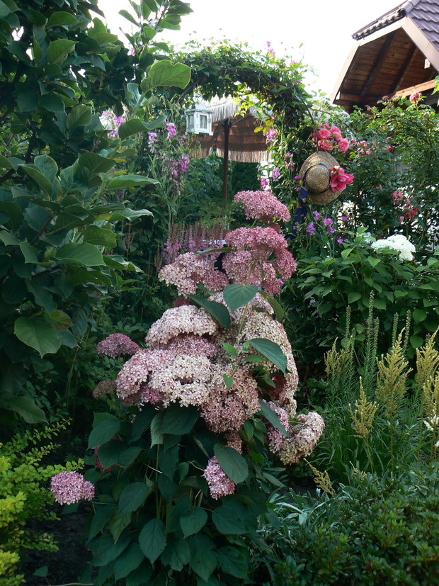 Hortensja różowa bukietowa.