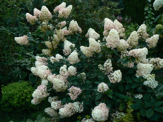 Hortensja zmieniająca kolor z białego na różowy.