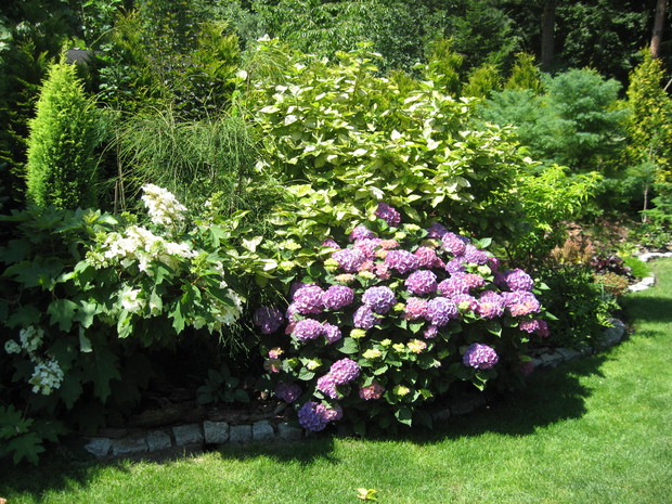 Hortensje na tle kaliny oraz tuje odgradzające nas od sąsiadów