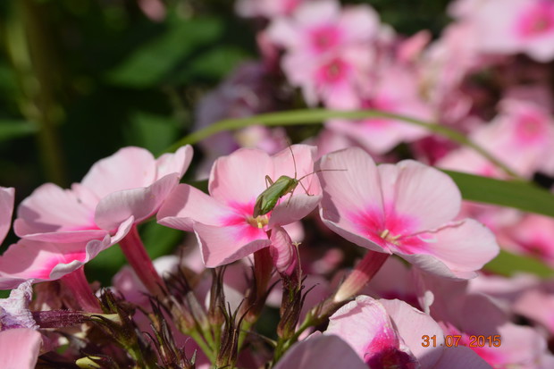 ..i nawet żuczki..(czy to odorek?)