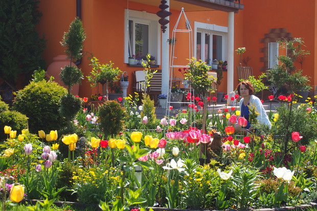 Ja wśród tulipanów