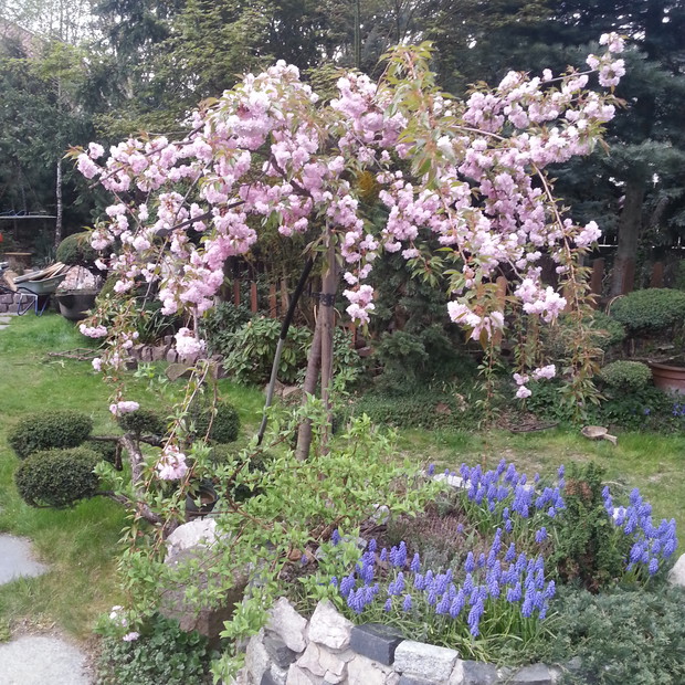 Jak miło patrzeć na wiosnę.