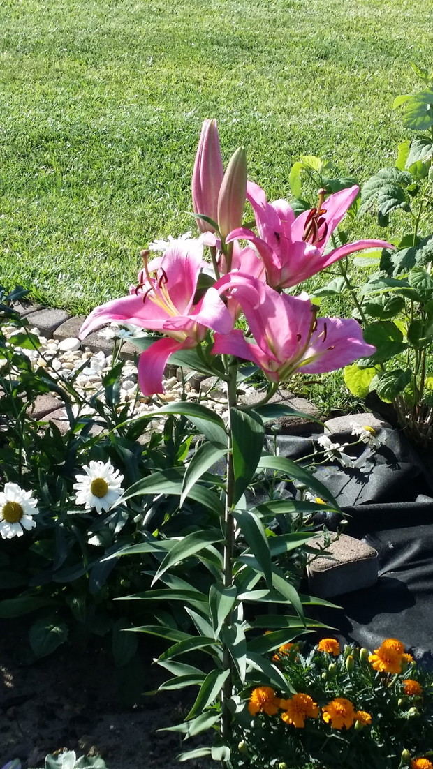 Jedna z wielu - lilia