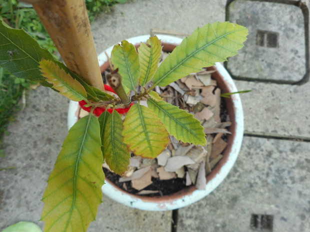 jednoroczny kasztan jadalny