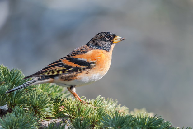 Jer (zdj.: Fotolia.com)