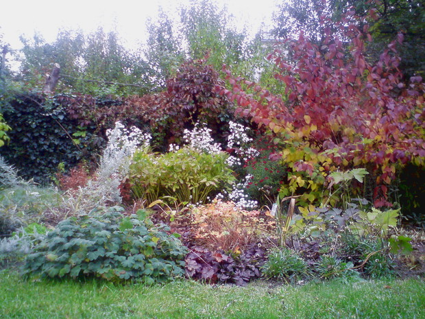 Jesienne kolory derenia i winobluszczu ubarwiają ogród gdy kwitnie mniej kwiatów.