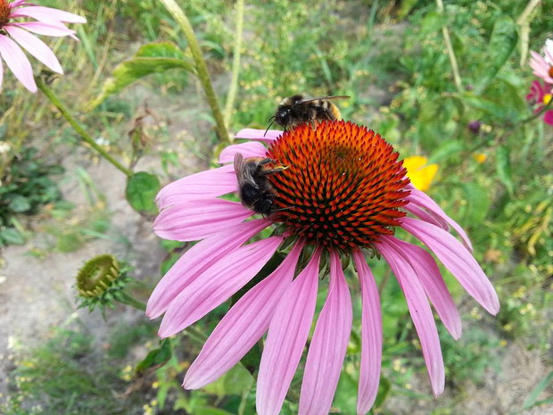 jeżówka z własnych nasion