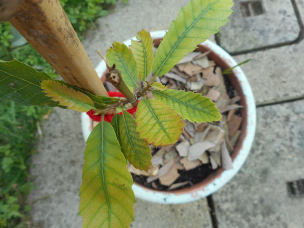 kasztan jadalny.
z pestki orzecha.