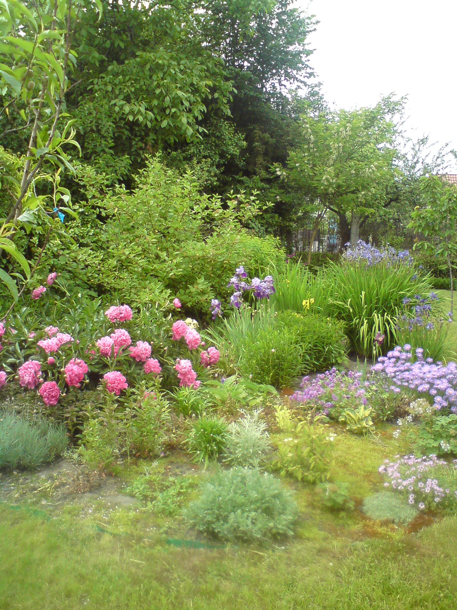Kiedy rozkwitną piwonie zapach rozchodzi się po całym ogrodzie.