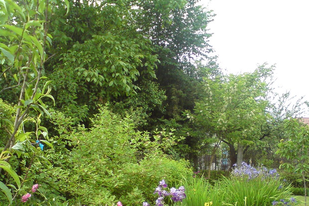 Kiedy rozkwitną piwonie zapach rozchodzi się po całym ogrodzie.