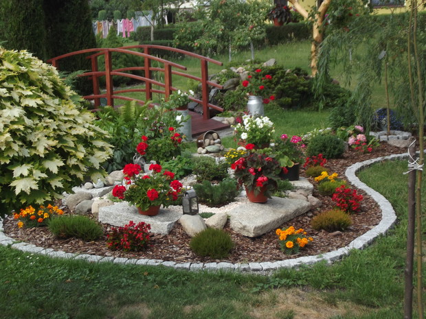 Klon ozdobny i aranżacja Leokadii.