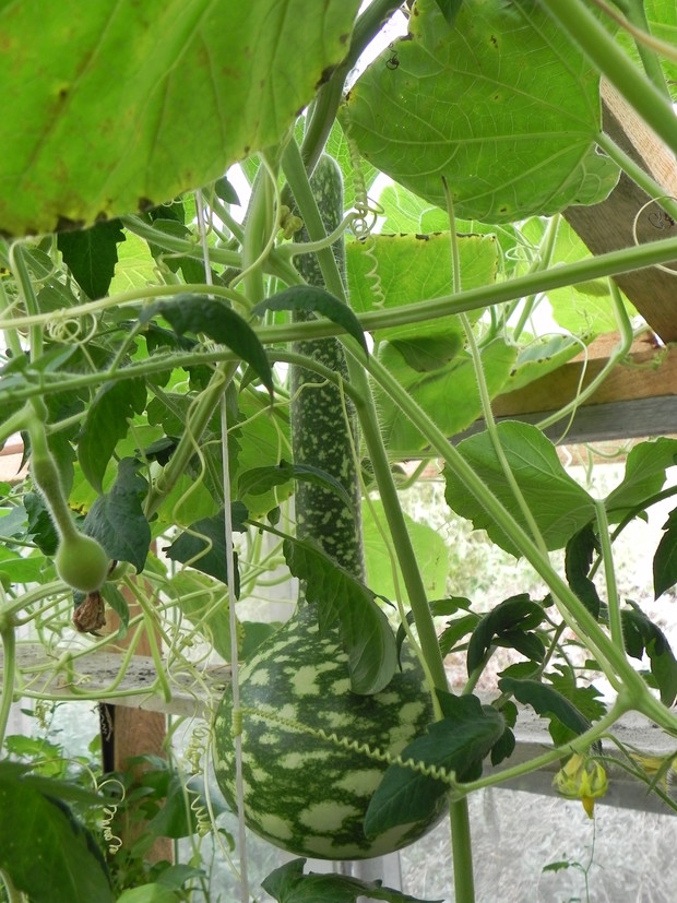 Kolejna tykwa - dobrze czuje się w szklarni