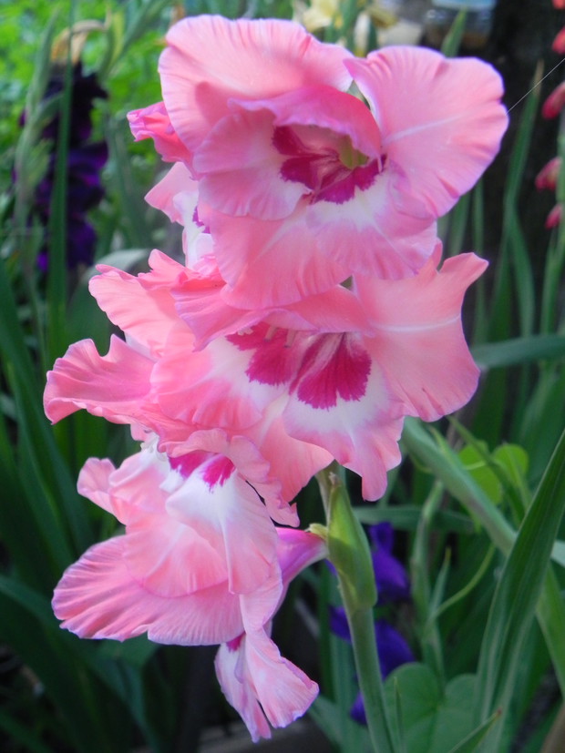 Kolejny mieczyk w kolekcji