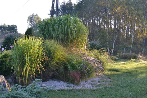 Kolekcja traw ozdobnych w porannym słońcu.