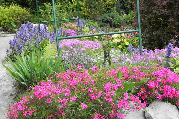 Kolorowe floksy zdobią wiosenną rabatę