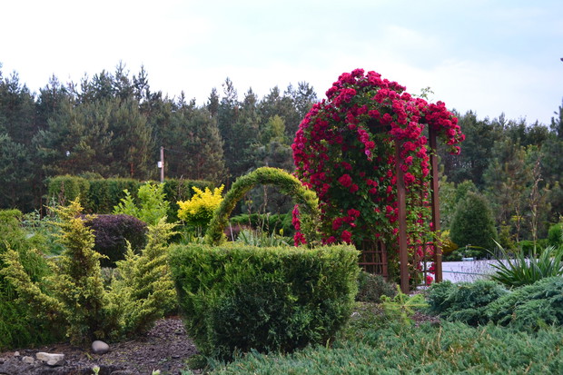 Krzew uformowany w kształt kosza, w oddali róża.