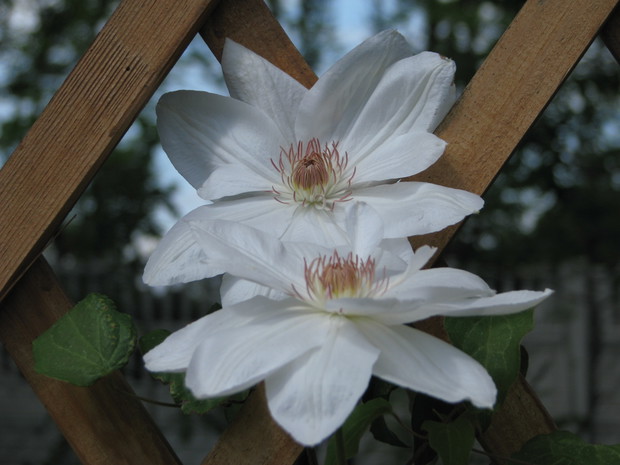 Kwiaty porastające altanę