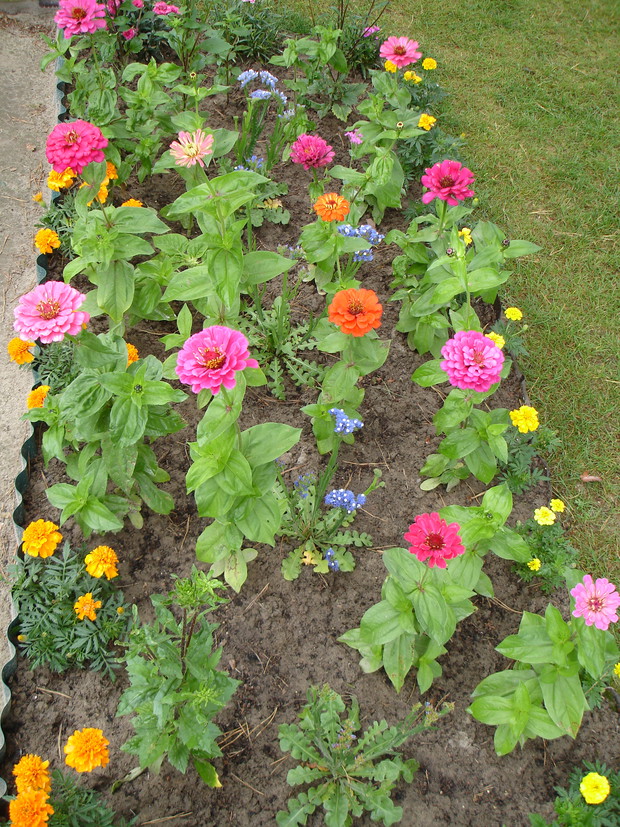 Kwiaty są ważnym elementem naszej działki.