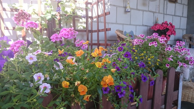 Kwiaty to od dwóch lat moja pasja, mieszkając w mieście nie mogłam sobie na wiele pozwolić.