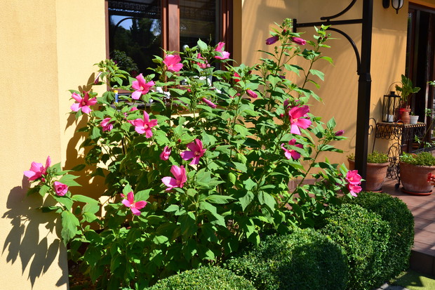 Kwitnący hibiscus przy tarasie.