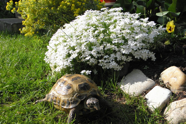 Latem nasz żółwik Feluś spaceruje po bajkowym ogrodzie.