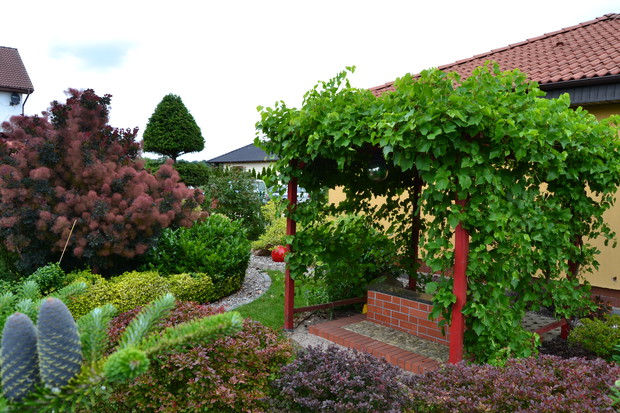 Ławeczka w cieniu winogrona.