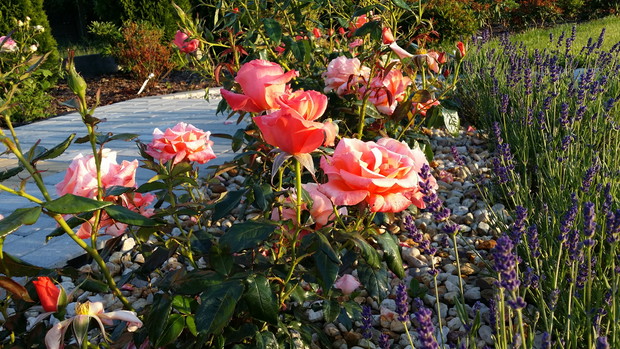 Lawenda w połączeniu z różami wygląda przepięknie