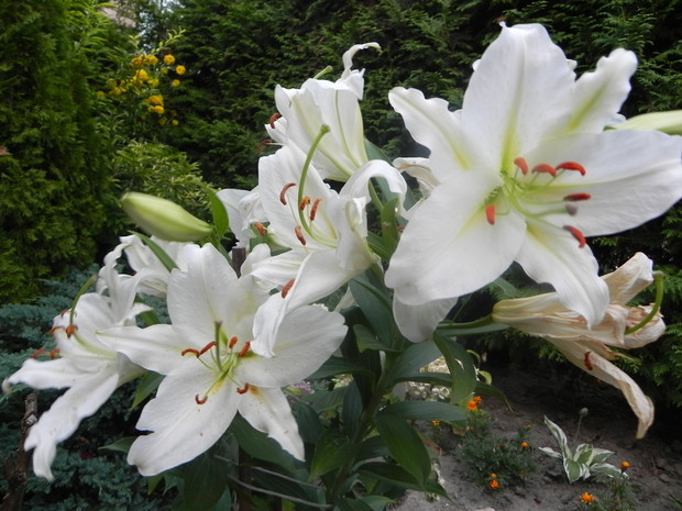 Lilia odurzająca pięknym zapachem