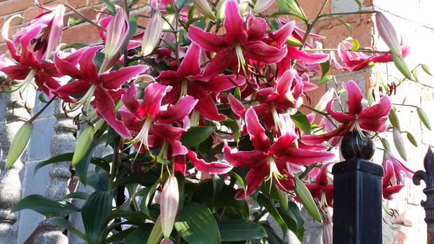 Lilia - wysoka do nieba