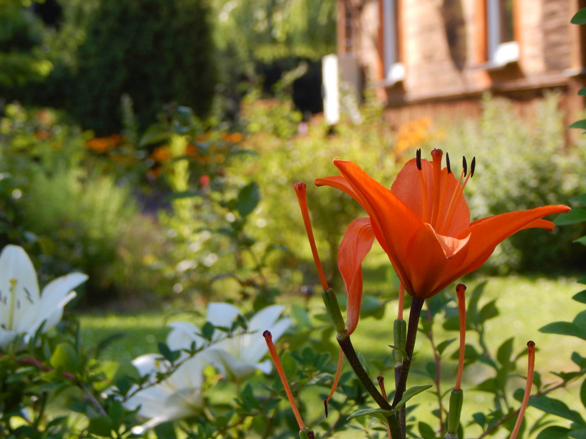 Lilie...głownie mam w kolorze białym i pomarańczowym... tutaj przy ulicy wjazdowej...