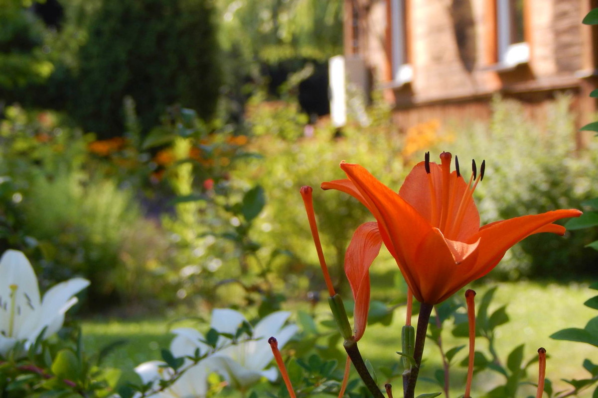 Lilie...głownie mam w kolorze białym i pomarańczowym... tutaj przy ulicy wjazdowej...