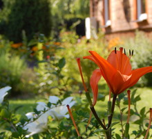 Lilie...głownie mam w kolorze białym i pomarańczowym... tutaj przy ulicy wjazdowej...