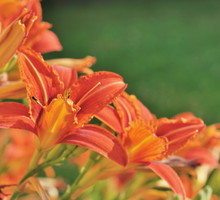 Liliowiec (zdj.: Fotolia.com)