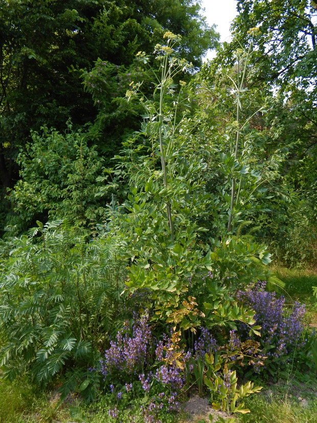 Lubczyk, wrotycz, szałwia i rozmaryn...