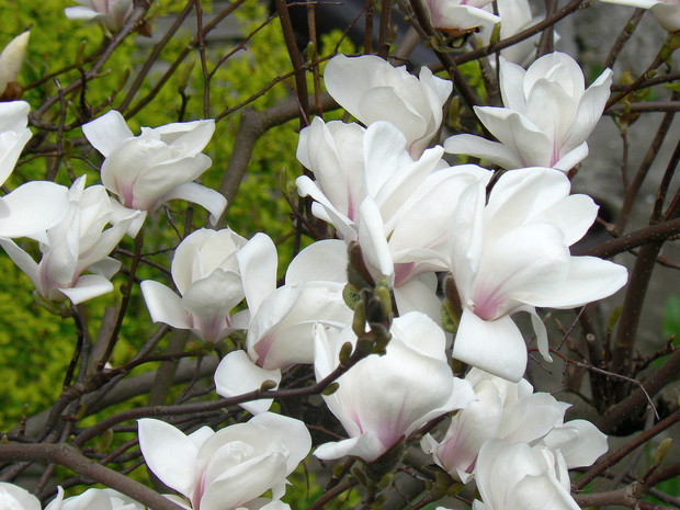 Magnolia biała.