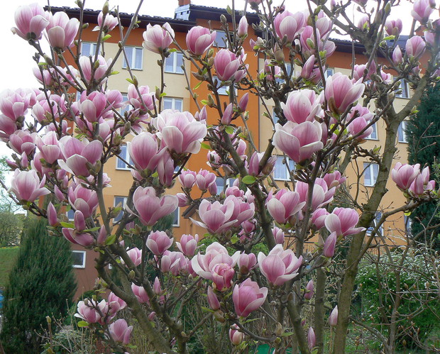 Magnolia