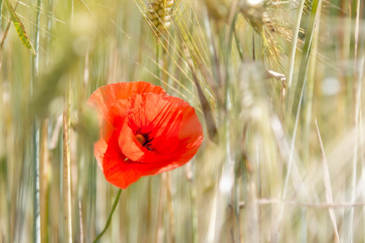 Mak polny (zdj.: Fotolia.com)