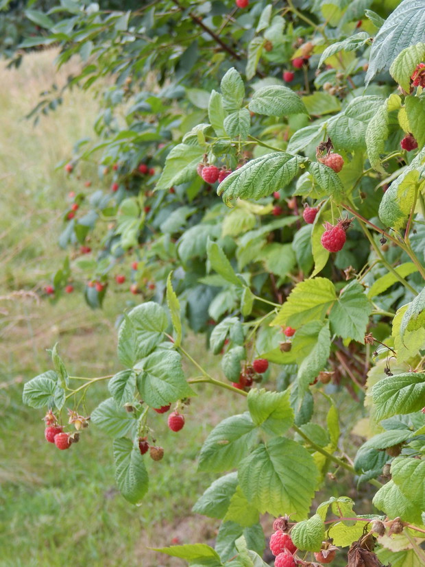 Maliny ...zachowane z uprawy którą sadził dawniej  pradziadek...